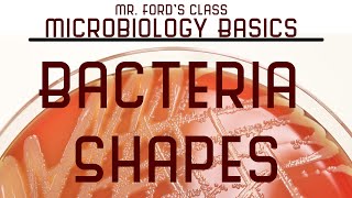 Bacteria Shapes Microbiology Lectures [upl. by Orvan597]