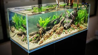 HOW TO AQUASCAPE a 125 gal Nature Aquarium [upl. by Ahsiad]