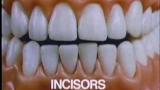 Teeth Some Facts to Chew On clip [upl. by Ahsyt]