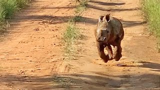 The Most Excited Baby Rhino Ever [upl. by Mohandis911]