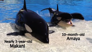 7 Interesting Facts About Killer Whale Development [upl. by Islehc]