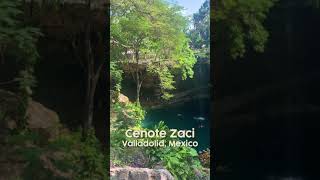 Incredible Cenote in Valladolid Mexico Cenote Zaci shorts [upl. by Amlas]