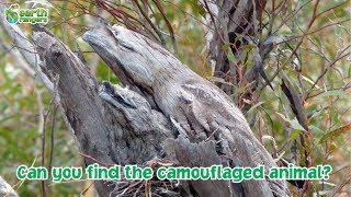 Can you find the camouflaged animals [upl. by Rosaleen]