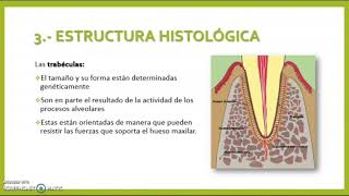 Exposición quotHueso Alveolarquot Histología y Embriología Bucodental [upl. by Tristan]