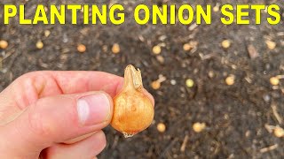 Planting Onion Bulbs A Complete Guide From Start To Finish [upl. by Legnaleugim225]