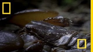 Emperor Scorpion  National Geographic [upl. by Delfeena568]