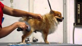 How to Brush your dog Properly Pomeranian [upl. by Adnovay]