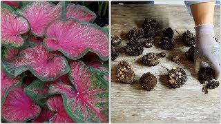 How to Dig and Store Caladiums 🌿 Garden Answer [upl. by Denton]