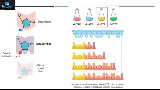 DNA Sequencing By Sanger Method [upl. by Delaney]