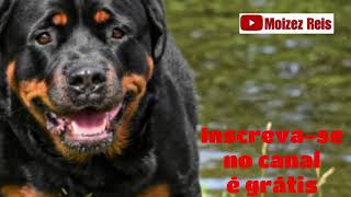 Latido de cachorro Rottweiler Bravo [upl. by Nalahs308]