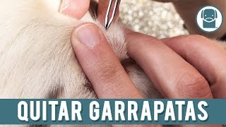 Garrapatas En Perros  Como Quitar Garrapatas [upl. by Mindi998]