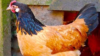 Vorwerk Chickens  Rare Dual Purpose Beauty [upl. by Ajiat]