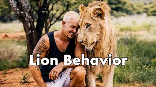 Lion Behavior Dean Schneider [upl. by Acsisnarf]