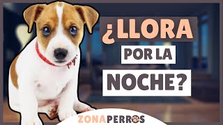 Qué hacer si tu cachorro LLORA POR LAS NOCHES [upl. by Africa515]