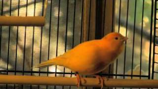 singing canary [upl. by Savitt]