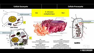 Biologie cellulaire résumé [upl. by Immac]