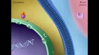 Mechanism of STEROID HORMONE action [upl. by Efron527]