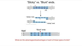 Restriction Enzymes and Ligase [upl. by Abercromby]