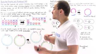 Restriction Enzymes and Recombinant DNA [upl. by Naimed]