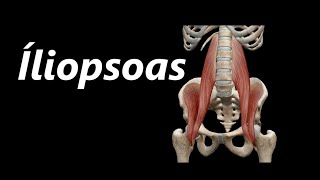 Anatomia do Íliopsoas em 3D [upl. by Acinomaj]