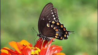 Metamorphosis Spicebush Swallowtail Complete Life Cycle [upl. by Casavant]