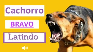 Cachorro Latindo BRAVO   Latido de 8 Cães [upl. by Theresa]