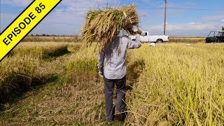 I Learn How to Harvest Rice by Hand at the Rice Experiment Station [upl. by Ardene497]