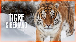 TIGRE SIBERIANO  Mini Documental [upl. by Hultgren]