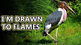 Marabou Stork facts they chase fire  Animal Fact Files [upl. by Faythe]