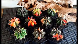 Repotting my variegated gymnocalycium [upl. by Mchale]