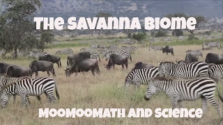 Savanna Grassland Biome Facts [upl. by Assena465]