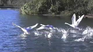 SWANS FLYING  Take off and Landing [upl. by Aloisius538]