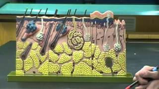 Integumentary System Anatomy and Physiology I Lab [upl. by Zzabahs933]