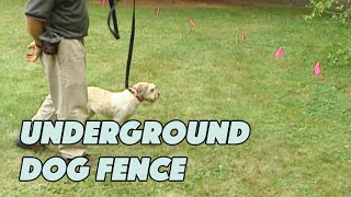 How to Install an Underground Dog Fence [upl. by Sarita]