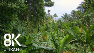 Incredible Jungle Sounds 8K  Exotic Birds Singing in Tropical Rainforest 8 HOURS  Part 1 [upl. by Hamfurd252]