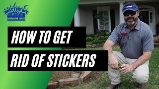 How To Get Rid Of Stickers Burweed [upl. by Eiclek]