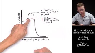 How Do Enzymes Work Activation Energy [upl. by Htederem203]