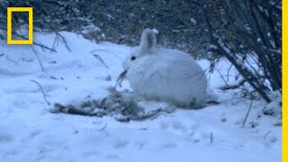 See a Meateating Hare Caught In The Act  National Geographic [upl. by Nuahsyar]