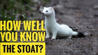 Stoat  Description Characteristics and Facts [upl. by Tteve]