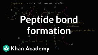 Peptide bond formation  Macromolecules  Biology  Khan Academy [upl. by Salkcin823]