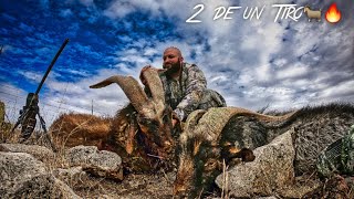 CAZA de CHIVO Gigante doblete🔥New Mexico feral goats [upl. by Nalat714]