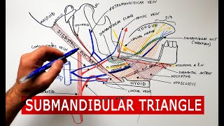 Submandibular triangle  boundaries amp contents  Anatomy Tutorial [upl. by Halimak]