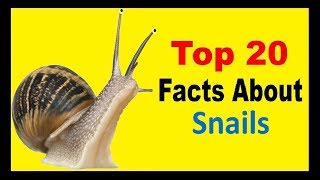 Snails  Facts [upl. by Baruch]