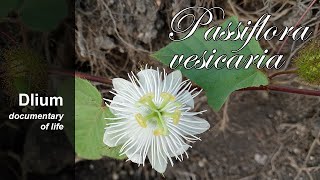 Sparkling passionflower Passiflora vesicaria [upl. by Arhas]