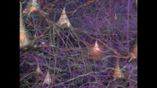 Neurons How they work in the Human Brain [upl. by Ylrebmyk]