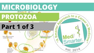 Protozoa  Microbiology  USMLE STEP 1  Part 1 of 3 [upl. by Sileas]