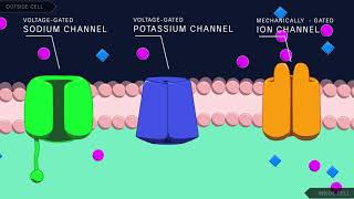 Action Potential in the Neuron [upl. by Hogen427]