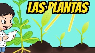 LAS PLANTAS  CARACTERISTICAS Y SUS PARTES PARA PREESCOLAR PRIMARIA [upl. by Suertemed]