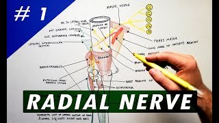 Radial Nerve  part 1  Anatomy Tutorial [upl. by Howlyn]