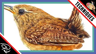 Watercolour Painting Tutorial  How To Paint Birds Feathers [upl. by Feltie]